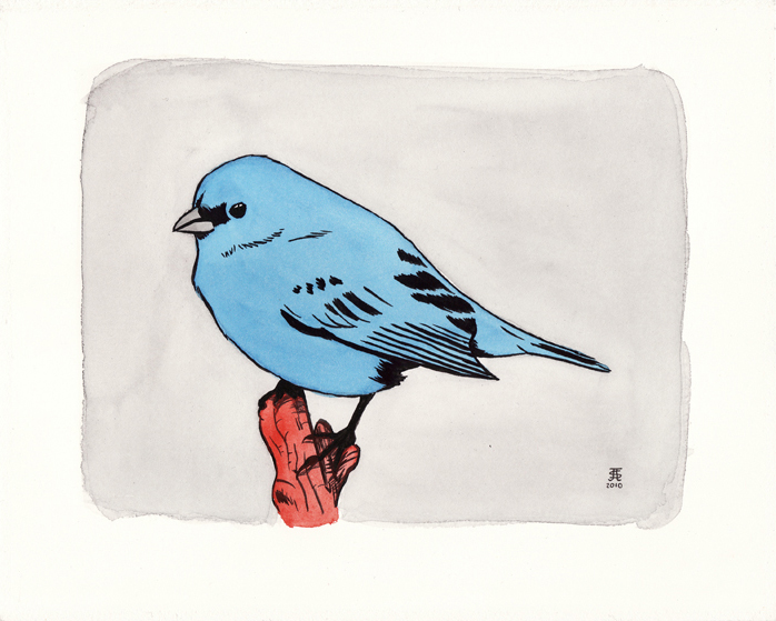 Indigo Bunting